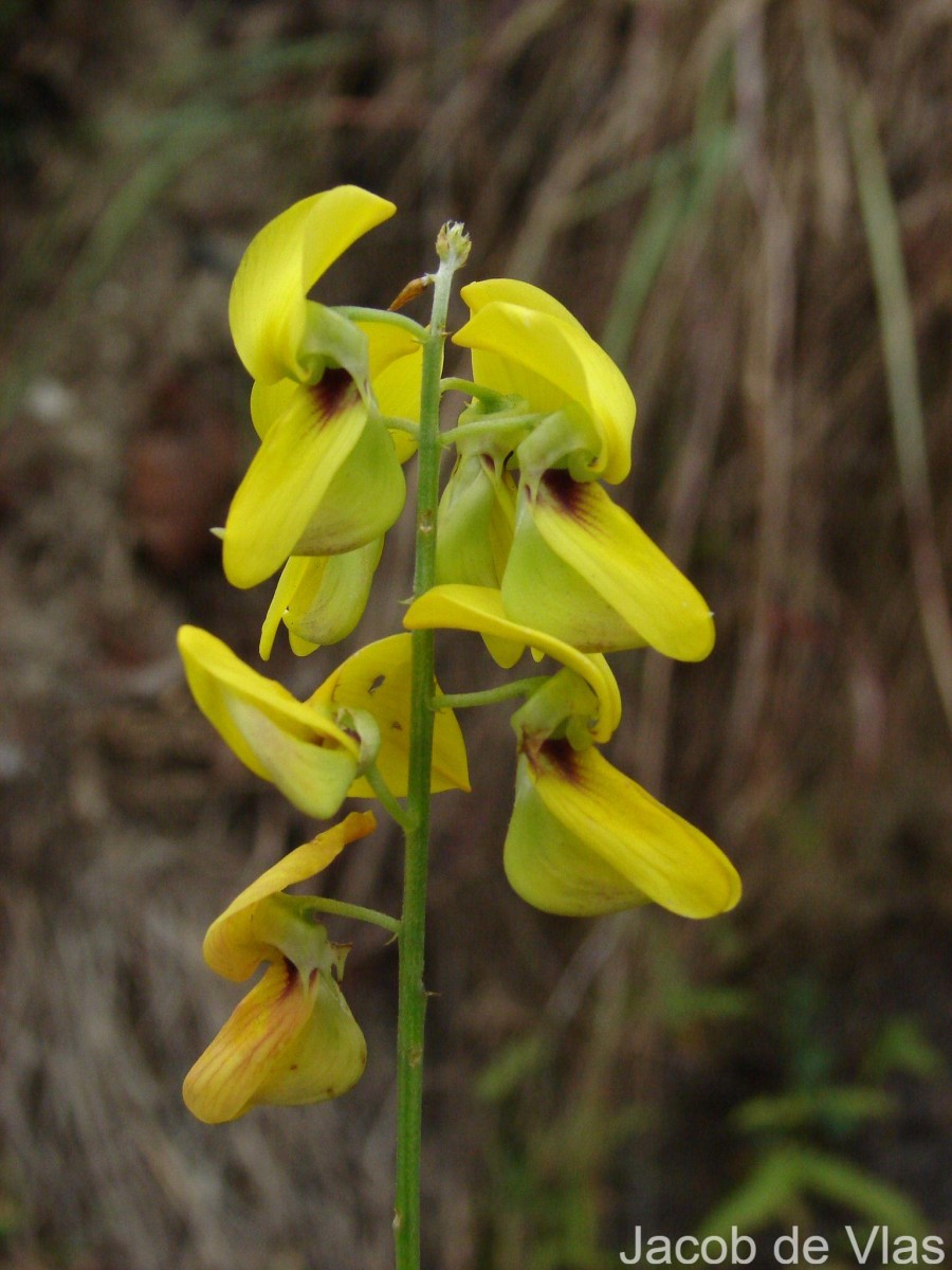 Crotalaria trichotoma Bojer